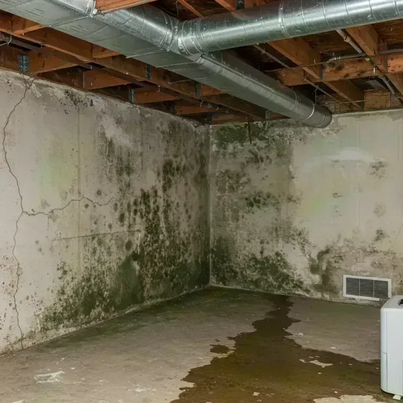 Professional Mold Removal in Canton, ME